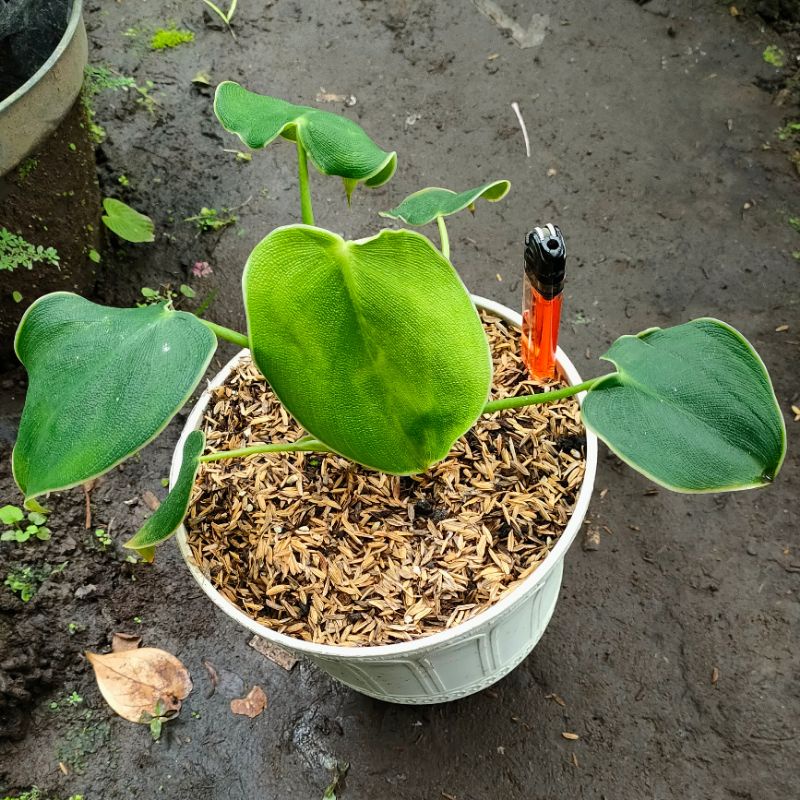 Tanaman Hias Philodendron Pigskin | Philo Rugosum | Dedaunan