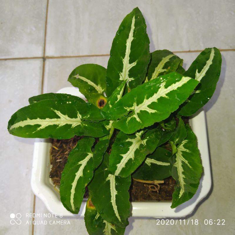 Syngonium Wendlandii