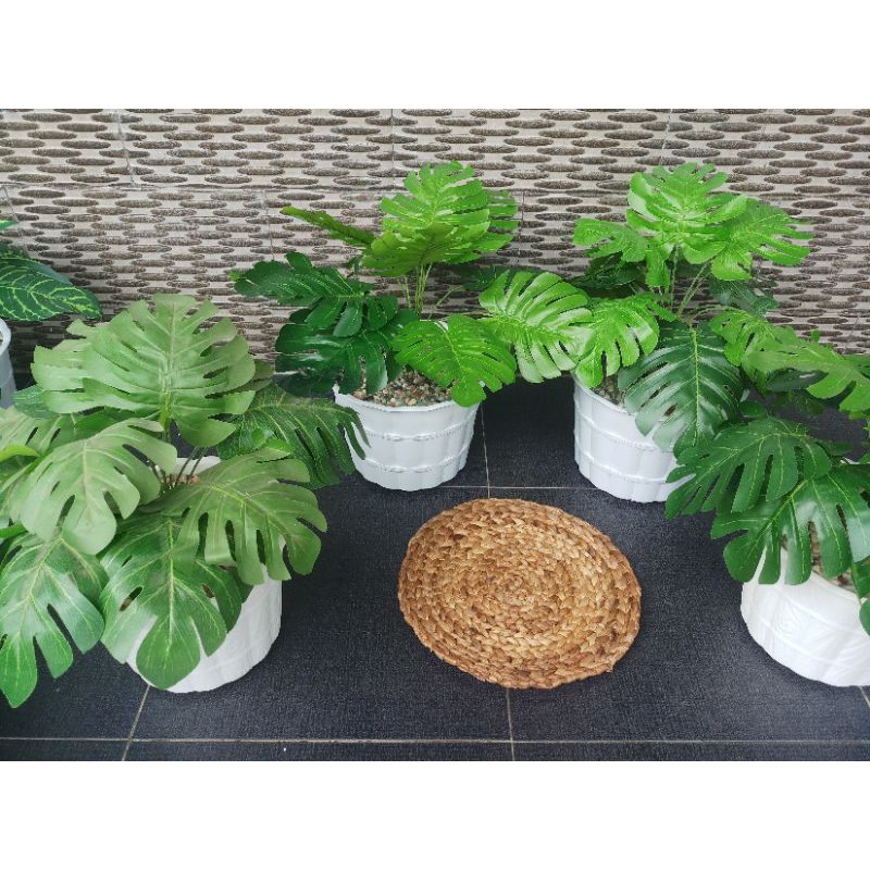 Tanaman daun palsu jumbo Monstera ( janda bolong ) 12 btg daun ( TDJ 001)