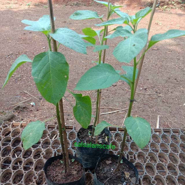 Pohon leunca-Tanaman Leunca