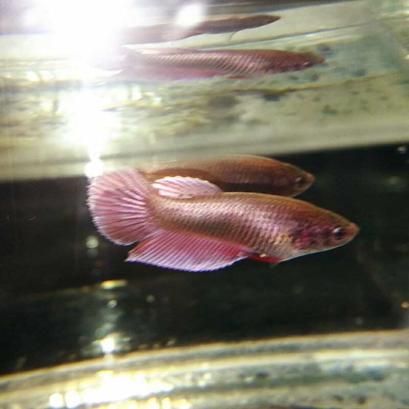 CUPANG BABY FEMALE HALFMOON ROSE GOLD COOPER