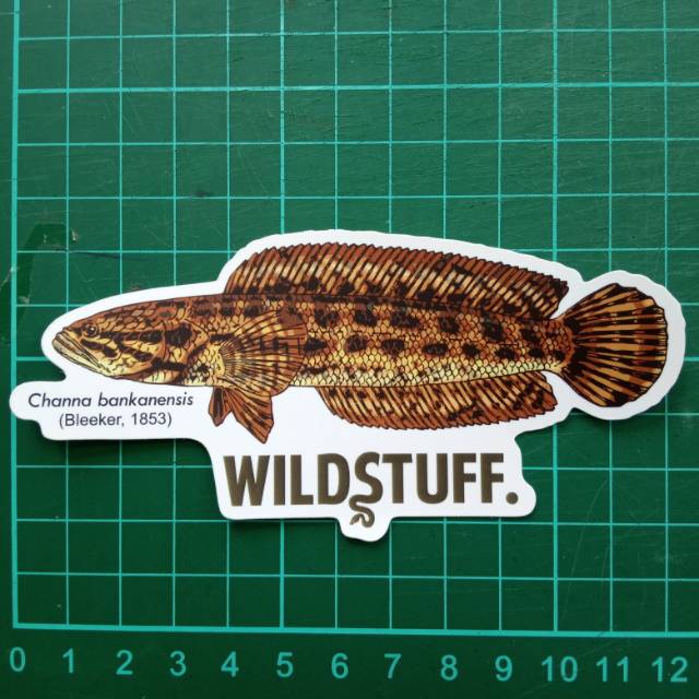 Sticker Wildstuff - Channa bankanensis