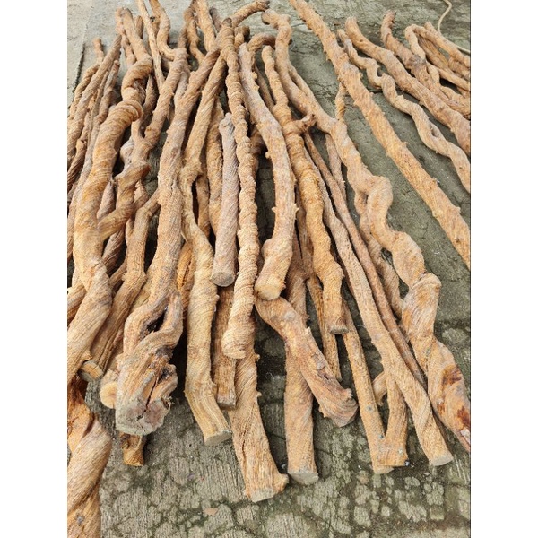 Akar kayu liana panjang 3 meter
