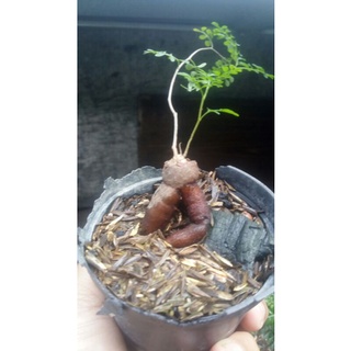 Tanaman-hias-bonsai-caudek-Pachypus-operculicarya ( berkarakter )