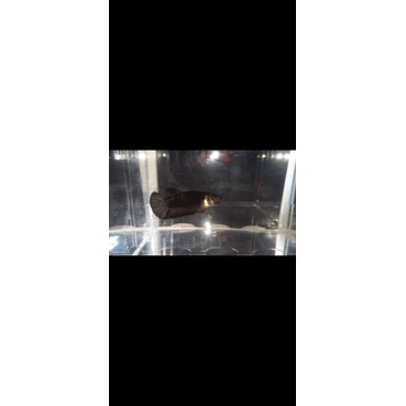 AVATAR COOPER GOLD FEMALE (BETINA)