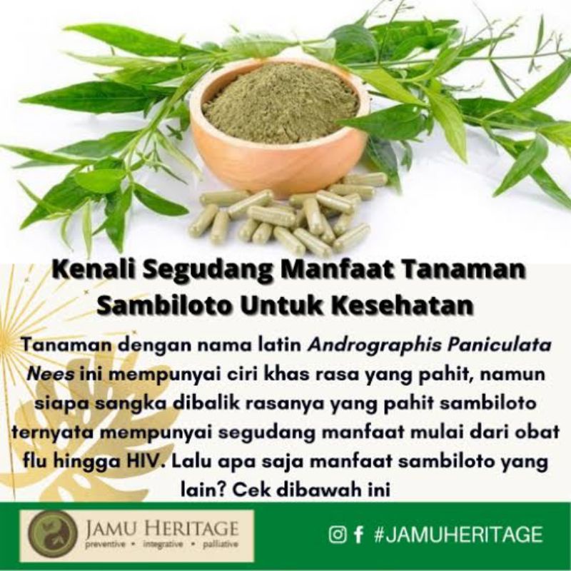 Tanaman Pohon Herbal Sambiluto