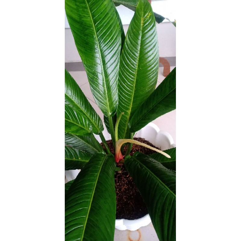 philodendron lynette
