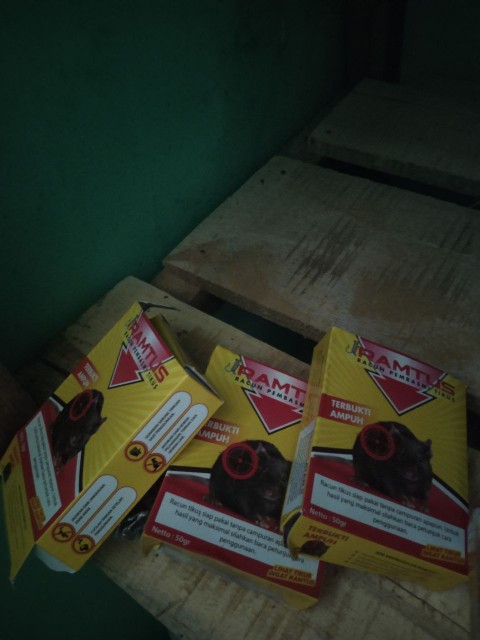 Racun Tikus Ramtus Asli Alami Mati Kering Tidak Bau Pembasmi Pengusir Tikus Paling Ampuh 12 Pack