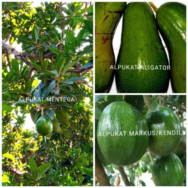 Paket 1kg bibit alpukat tiga jenis aligator, mentega jumbo dan markus/kendil