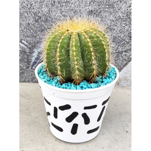 Noto cactus Magnifictus (free pot 10cm, media tanam dan batu warna)