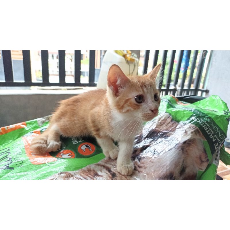 lepas adopt kucing mixdom, anggora umur 3 bulan silangan persia dan domestik medan