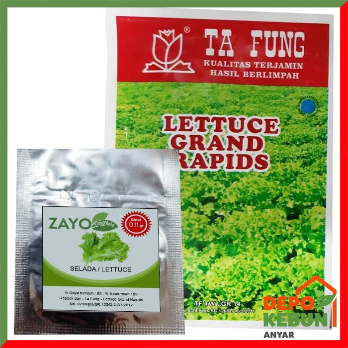 BENIH SELADA HIJAU / BIBIT SELADA HIJAU