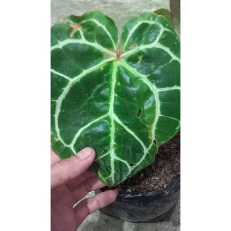 anthurium kuping gajah varigata