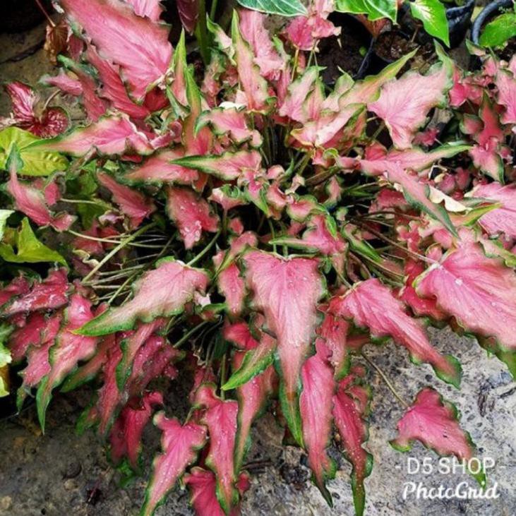 TERDEPAN keladi keris/keladi red ruffles/pusat tanaman hias keladi
