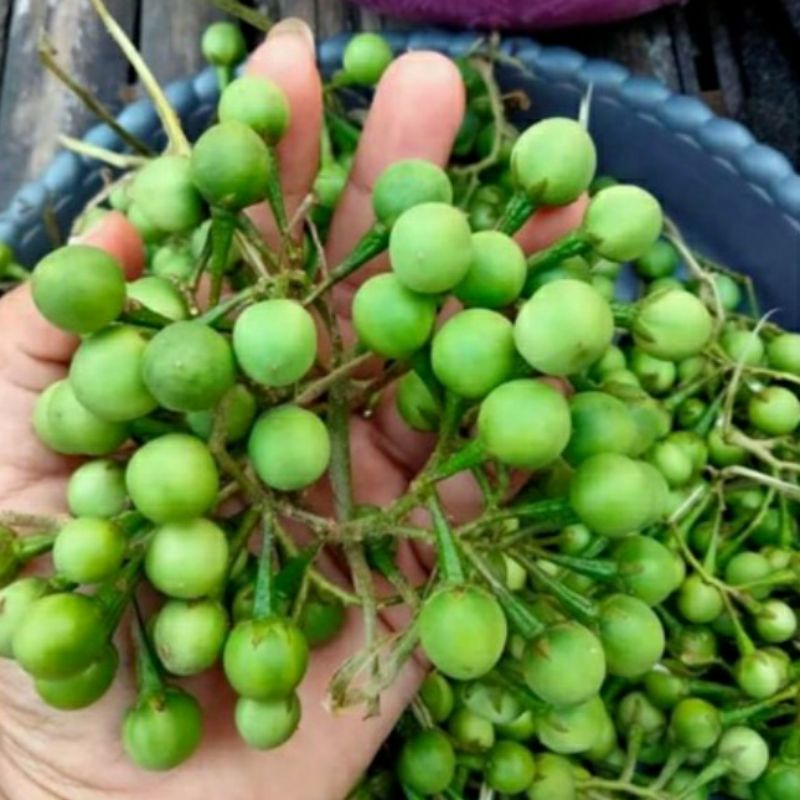 

200gram Takokak / cepokak segar