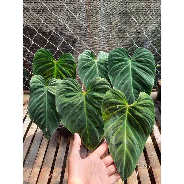

Philodendron melano x verru mxv 1 daun