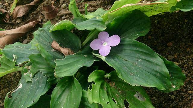 Bibit Tanaman Herbal Kencur