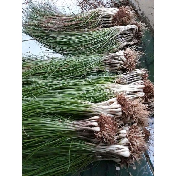 

Bawang Rakkyo/kuncai perikat