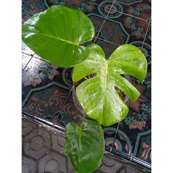 *REAL PLANT 3 | MONSTERA DELICIOSA KING | MONSTERA RAWATAN | MONSTERA DELICIOSA| TANAMAN DAUN BERLUB