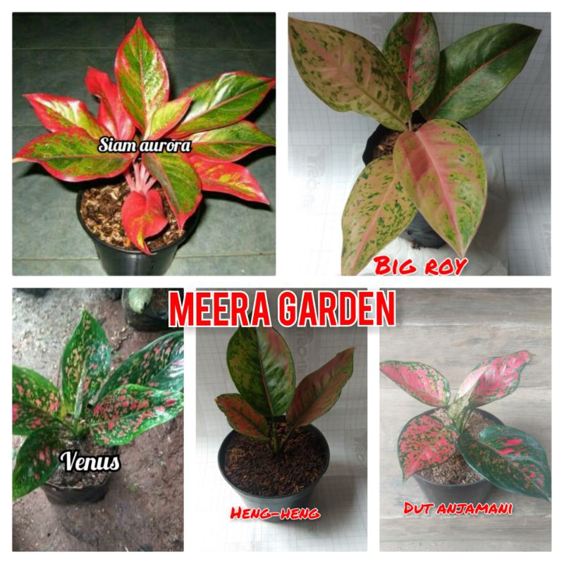 paket bibit bunga aglomema 5 jenis