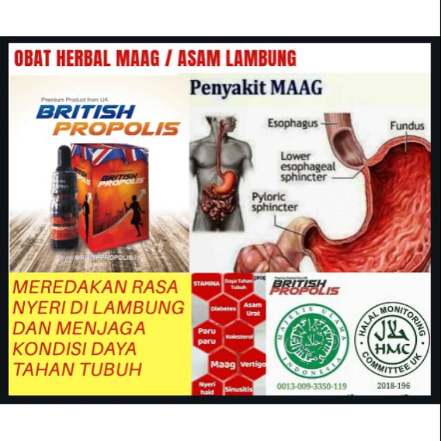 BRITISH PROPOLIS Obat Herbal Alami Asam Lambung Gerd Maag British Propolis