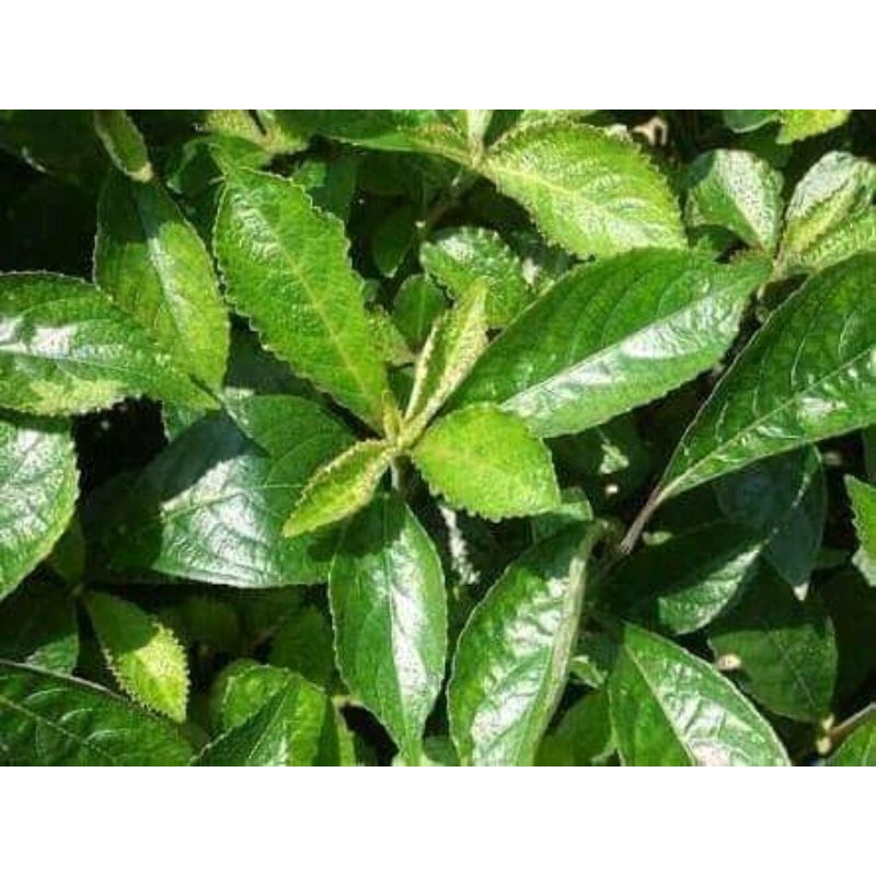 

100 lembar daun herbal Keji beling obat untuk batu ginjal