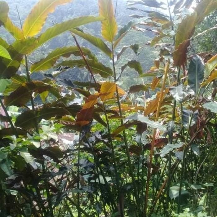 

TERMURAH daun kecombrang segaR BISA HIJAU ATAU MERAH per 500 gram