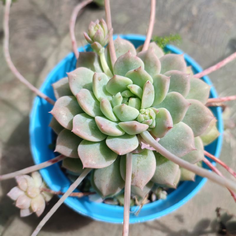 Sukulen echeveria prolifica/Anting ratu