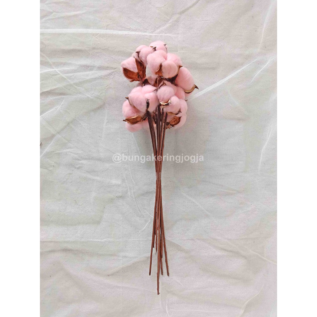 Bunga kering kapas pink