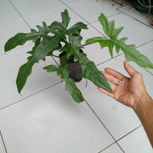 PROMO TANAMAN PHILODENDRON DRAGON MURAH BUNGA HIAS PHILODENDRON DRAGON TANAMAN TERAWAT