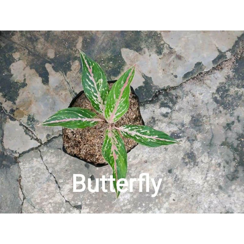 Aglonema Butterfly / Tanaman Aglonema Butterfly