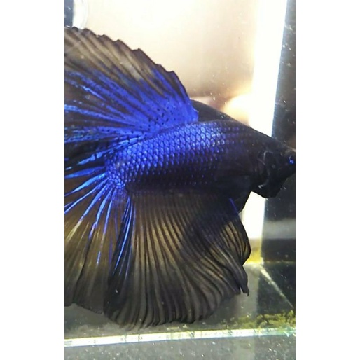 

halfmoon blue black light