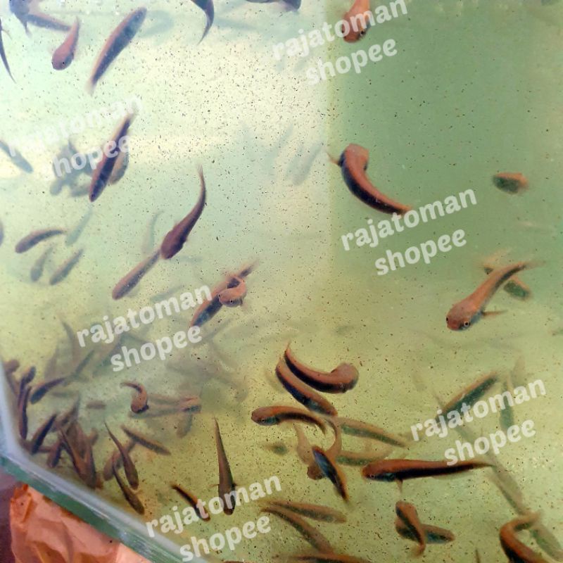 Channa Maru Red Barito Kalteng 4-5 cm grade B