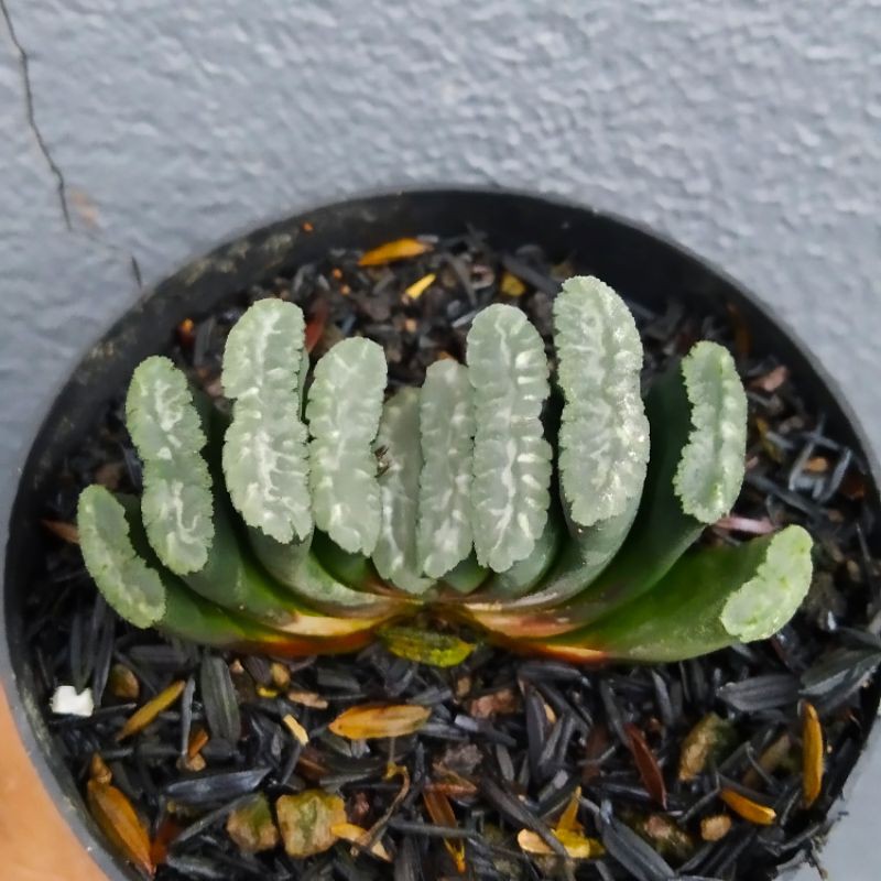 Haworthia Truncata