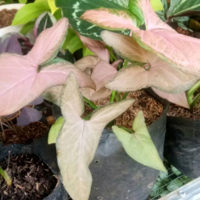 Tanaman Keladi Singonium Merah | Keladi Mini Merah