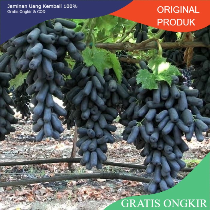 Bibit Anggur Import Moondrop / Sweet Saphire