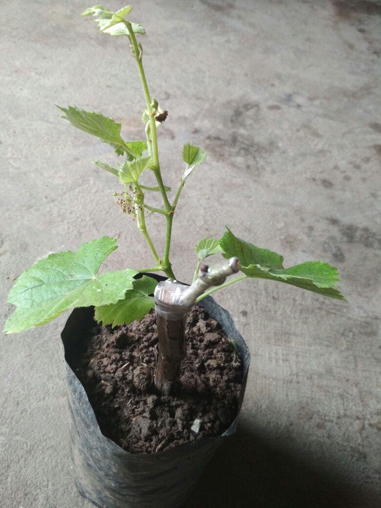 Anggur Red Belgia Tabulapot