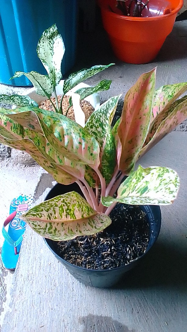 Tanaman Hias Aglonema Big Roy / Lulaiwan