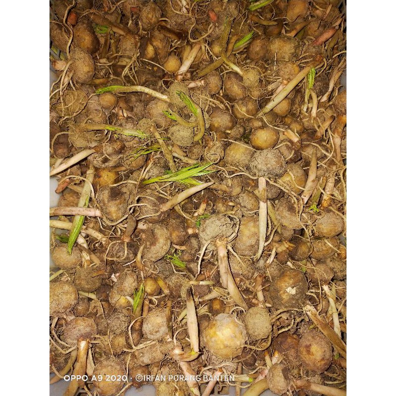 

bibit porang dari umbi husus sebesar telur