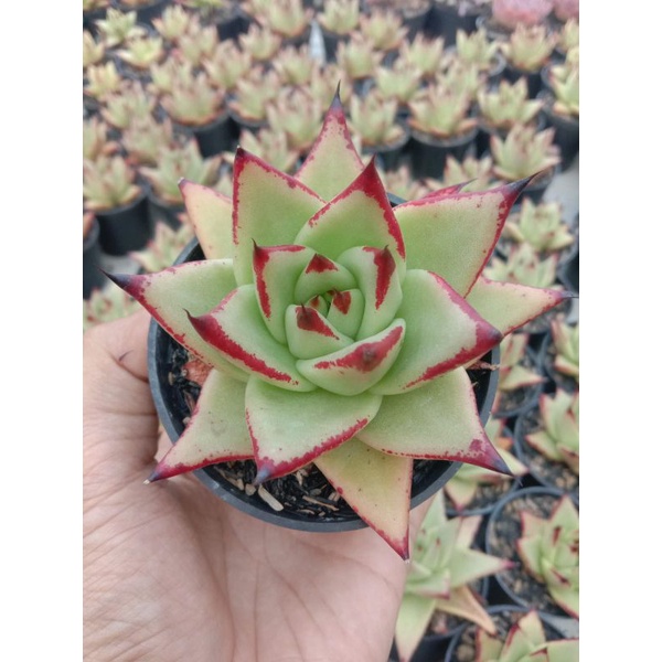 agavoides eboni