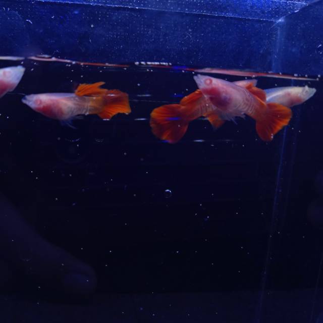 Guppy Albino snakskin Glass Belly