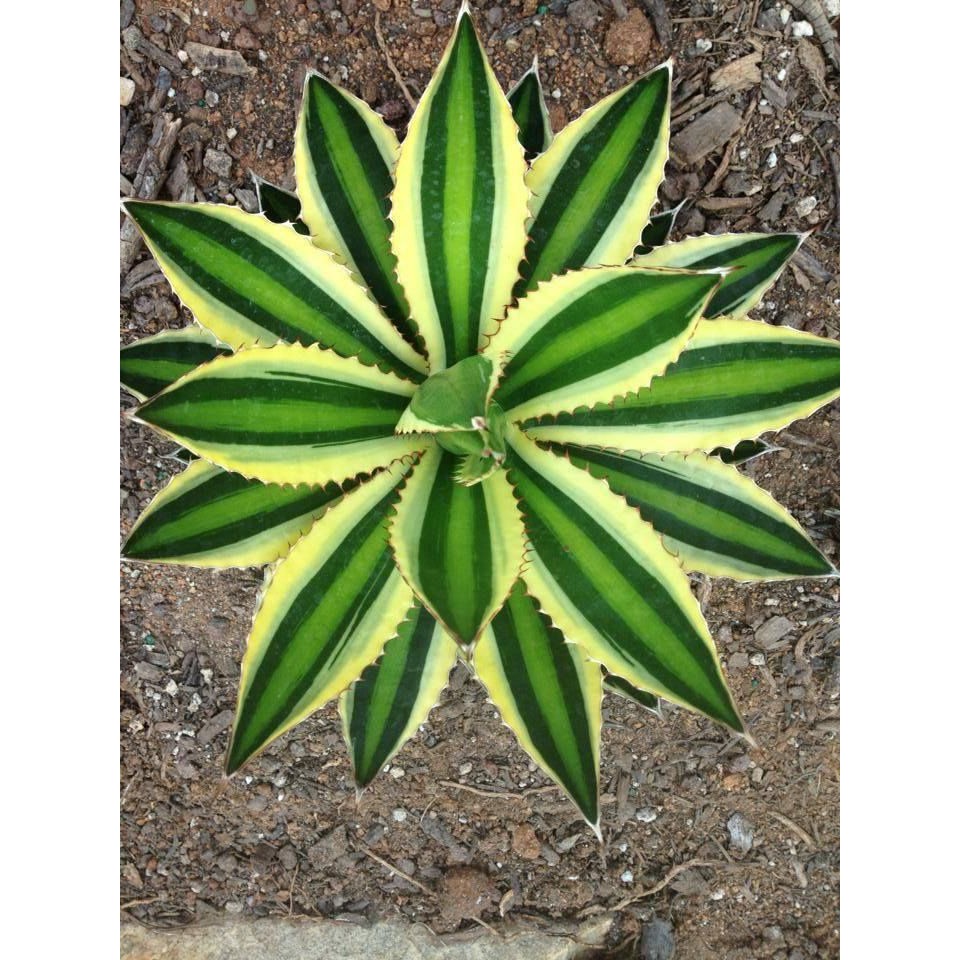 tanaman hias agave lophantha f quadricolor