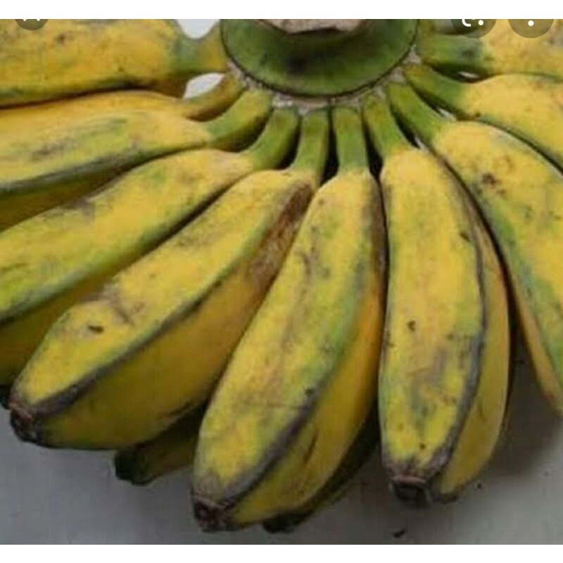 

pisang kepok 1sisir