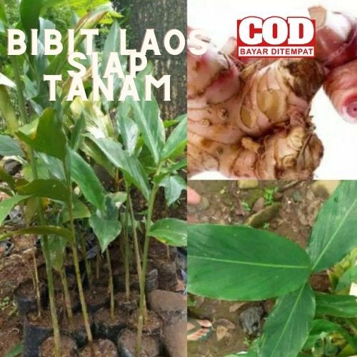 Bibit Tanaman Lengkuas Bibit Lengkuas Bibit Laos Merah