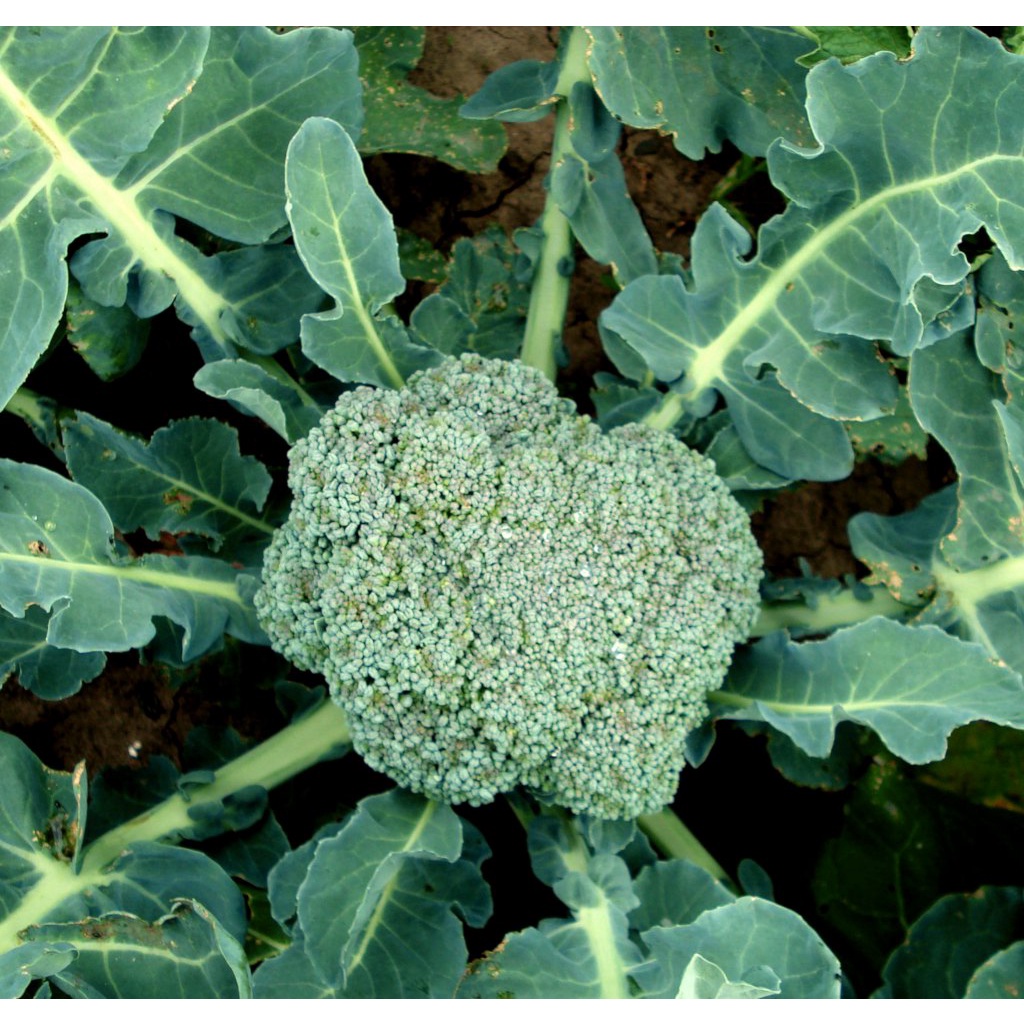 Benih Bibit Biji - Brokoli Hijau Green Super Broccoli F1 Hibrida Seeds - Panen Dalam 60 Hari