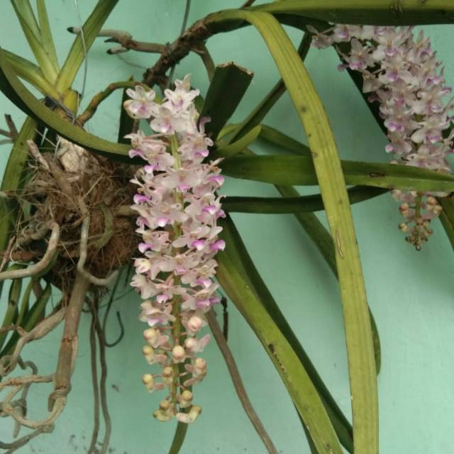 anggrek vanda retusa ekor tupai siap berbunga pernah berbunga