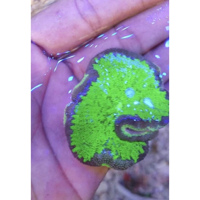 Aqua | Anemon Karpet Hijau Metalik Size S (Cocok Di Reef Tank Nano)