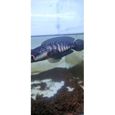 Ikan Channa Red Barito asli bunga dan cabung size 20-21cm