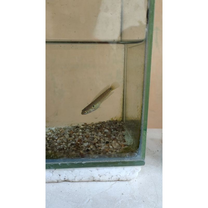 ikan hias baby channa asiatica ws pure