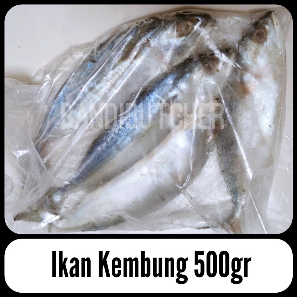 

Ikan Kembung Banjar - Kembung Utuh Segar Termurah Bandi
